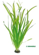 Vallisneria australis 'Gigantea' - Topf - Aquarium Pflanze Dennerle 751