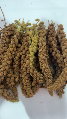 spray millet for birds 25 lbs grown in USA