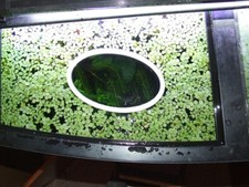 Delmaring Floating Plant rings , Aquarium feeding feeder rings, shapes