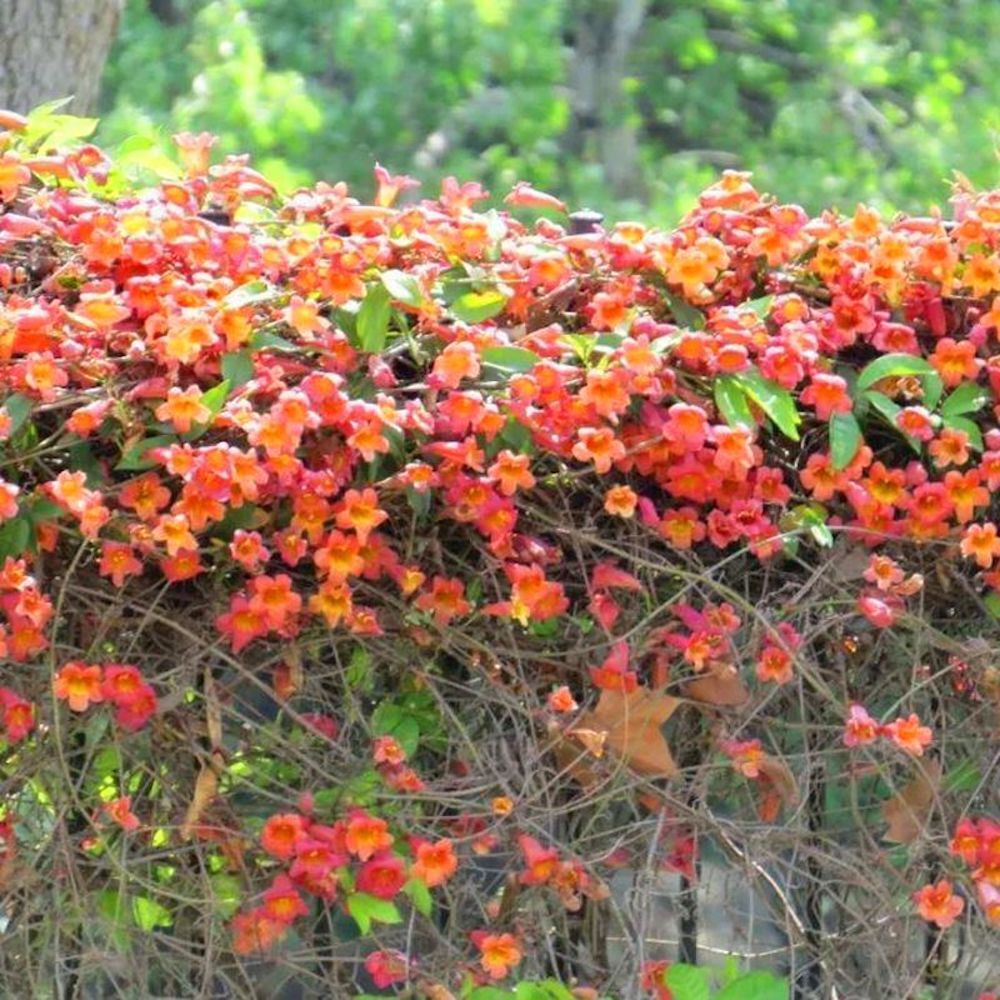 25pc JASMINE SEEDS Garden Vine Plant Flower rare exotic USA seller