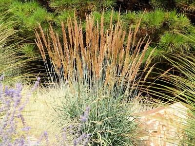 SEEDVILLE USA 250 Ornamental INDIAN GRASS Sorghastrum Nutans Native Indiangrass Seeds