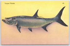Vintage Florida Tarpon Fish Postcard by Tichnor Bros, Linen Texture