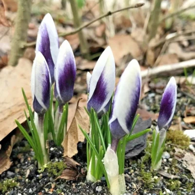 GRAD 10 CROCUS SPECIE PRINS CLAUSS FLOWERS BULBS EARLY GARDEN SPRING FLOWERING PLANTS