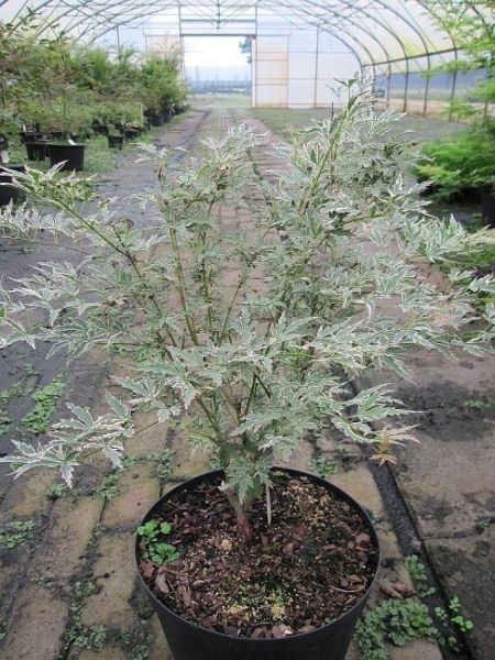 Acer palmatum Butterfly - arce abanico japonés - arce mariposa - 40-60