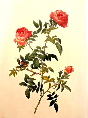 "THE ROSES: THE COMPLETE PLATES" ~(FIRST EDITION)~ *TASCHEN 25th ANNIVERSARY*#75 - Picture 11 of 16