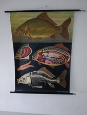 KARPFEN Rollkarte Lehrkarte Schulkarte Schulwandkarte