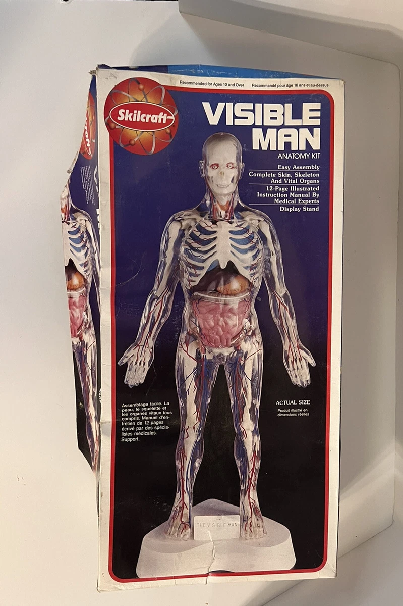 希少 Skil Craft Visible Man Anatomy Kit Skilcraft Visible Man