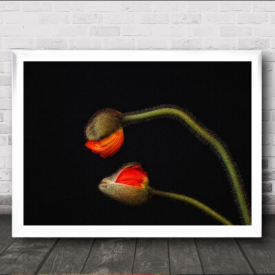 Tango Argentino Still Life Silhouette Summer Flower Macro Love Wall Art Print