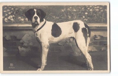 Portrait Smooth Coated St. Saint Bernard Show Dog~RPPC Photo Postcard -P4