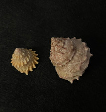 Astralium haetragum Menke 22mm & Bolma modesta Reeve 34mm Japonia