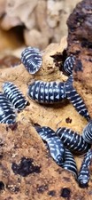 Spotted zebra LIVE isopods 15 ct for bioactives/terrariums