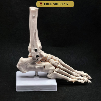 Life Size Foot & Ankle Joint Skeleton Model with Base for Medical Teaching