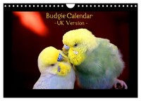 Budgie Calendar - UK Version (Wall Calendar 2027 DIN A4 Landscape), Calvendo 12