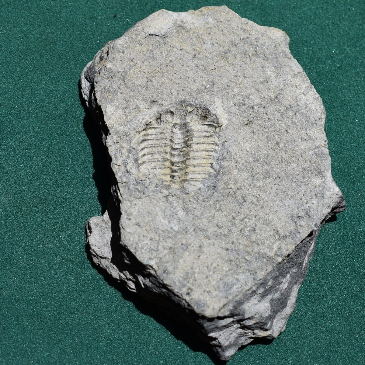 Fossile De Trilobite Leonaspis Chacaltayana - Silurien De Bolivie, Grande Fossilisation, Provenance Araca, Formation Catavi