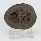 Unique & Rare Septarian Barite Geode from France Baryte Stone 66mm 166g H0844 — photo 1