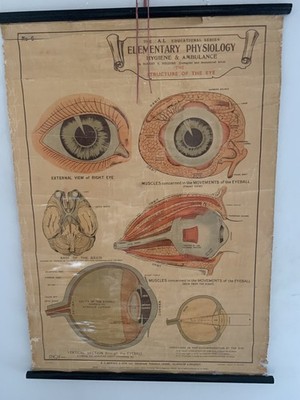 Mid Century Vintage anatomische Karte des Auges medizinisch Robert E hält #333