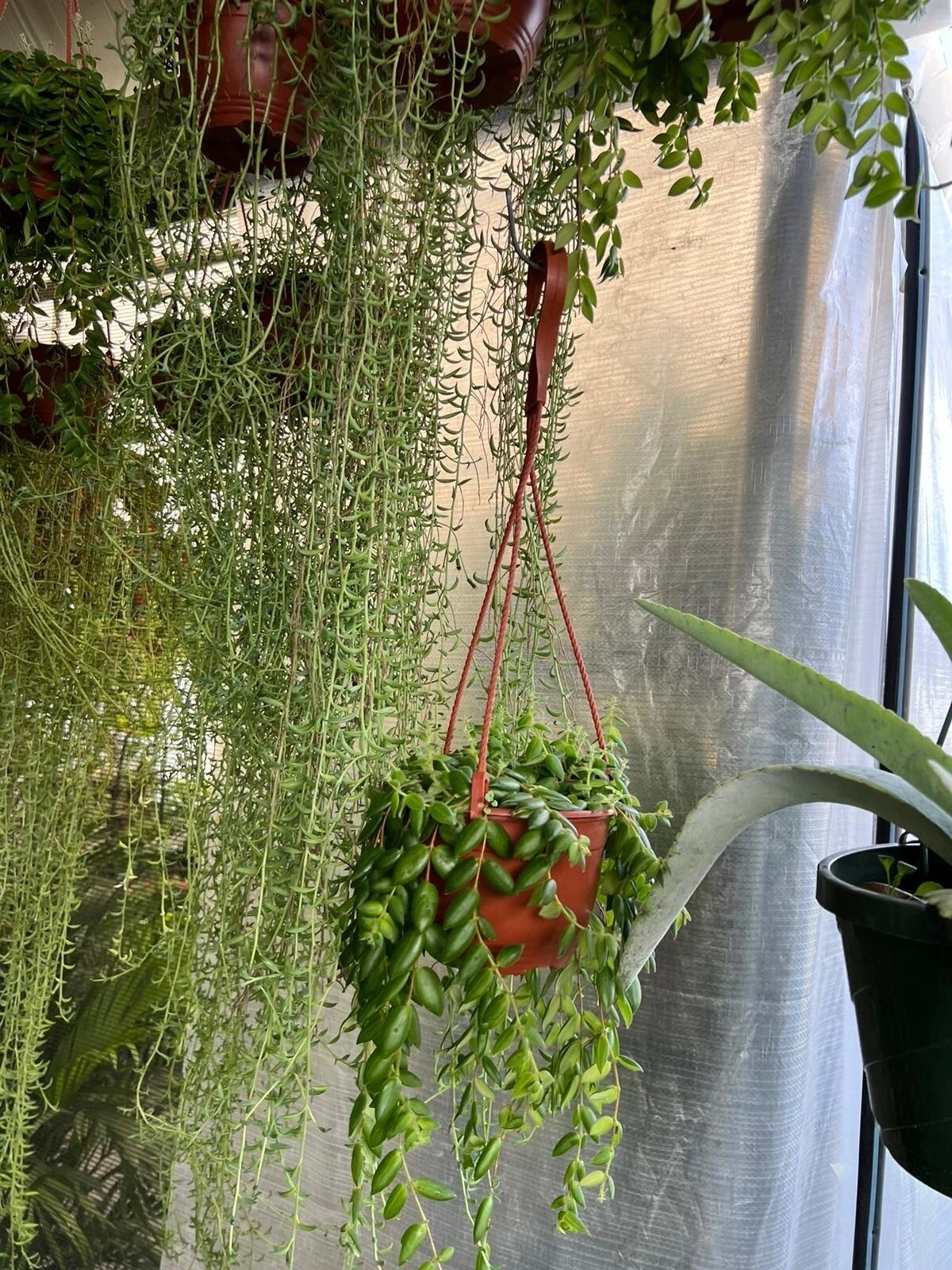 String Of Bananas In Pot Long Vines
