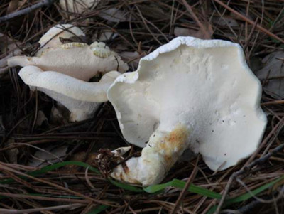 Albatrellus ovinus Schaf polyporen trockenes Getreide Myzel weltweite Lieferung 228