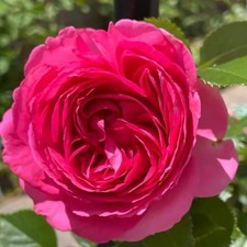 Pink Eden Rose●Climbing Rose●Bare Root