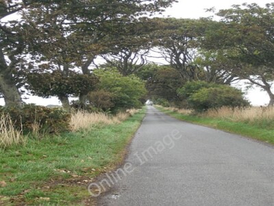 Foto 6x4 von Bäumen gesäumte Straße, Dunninald Balkiellie verwendet von National Cycle Ro c2009