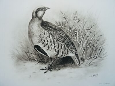 Antiker Vogeldruck DAS GEMEINSAME REBHUHN von Charles Stonham / L.M. von 1910 Medland