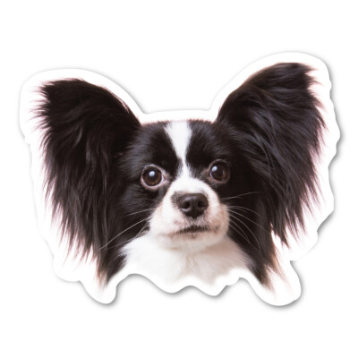 (Black) Papillon Magnet
