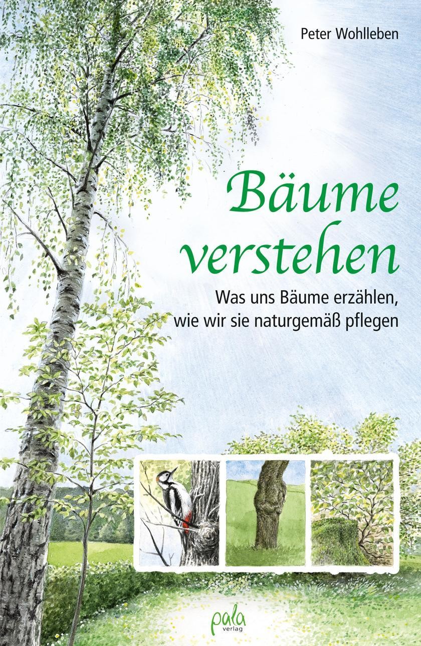 Bäume verstehen Peter Wohlleben