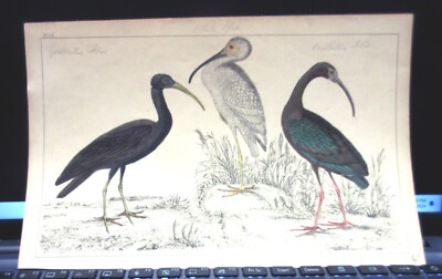 Antique Hand Painted ''Papillated, White & Metallic Ibis'' Fullerton & Co. 1860's
