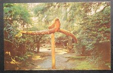 Vintage Postcard - Redwood National Park - California - Upside-Down Tree -UNESCO