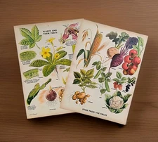 Pair Vintage 1950s British Wild Plants Flowers Vegetables Book Print Pictures