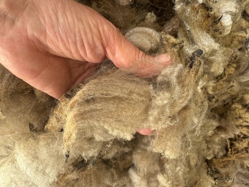 Raw Wool Fleece CVM Breed 7 lbs 10 oz Light Brown Great Crimp! 2025 Kostos - Picture 2 of 8