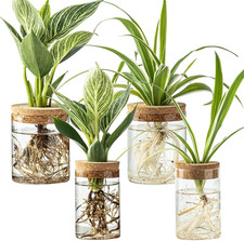 Glass Plant Propagation Stations for Plants   Set of 4 2 Large  2 Small Hydrop