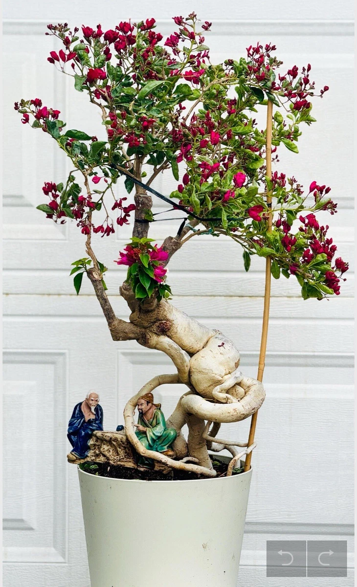 Bougainvillea Bonsai Light Bonsais for sale | eBay