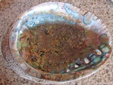 Abalone Mother Of Pearl Seashell 7 1/2 inch