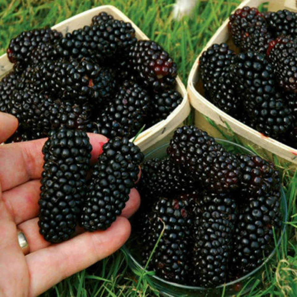100 Pc Giant Thornless Blackberry Seeds Fruit Vegetable Seed Home Garden Plant - Image 3 of 3