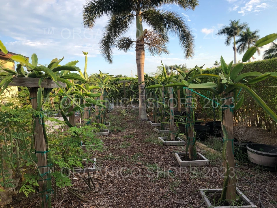 DRAGON FRUIT CUTTING - MULTIPLE VARIETIES - Image 3 of 4