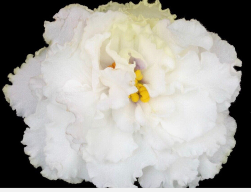 African Violet Plant ~ LF-Khameleon