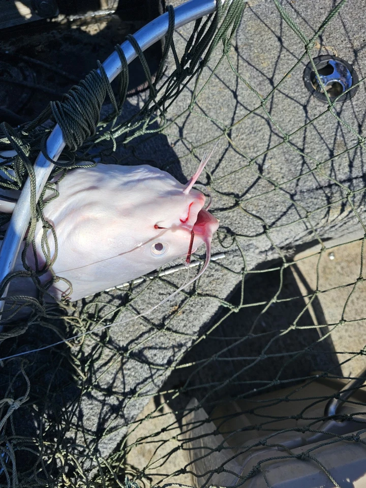 Fatkat Circle Hooks 10/0 30pk, Octopus, Offset Sharp for Trophy Catfish - Image 3 of 3