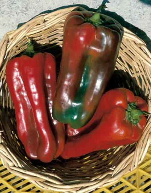 PIMIENTA GIGANTE JAPONESA, 25 semillas + GRATIS