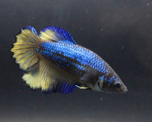 Live Betta Fish Pet Fancy Blue Yellow HM#1 Female Plakat Thai Girl Breed Rare AA - Picture 7 of 24