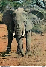 Animaux - Eléphants - Faune Africaine - CPM - Voir Scans Recto-Verso