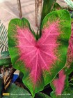 Foto 10 di 55