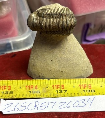 Colorful Crotalocephalus trilobite fossil Devonian Top quality 