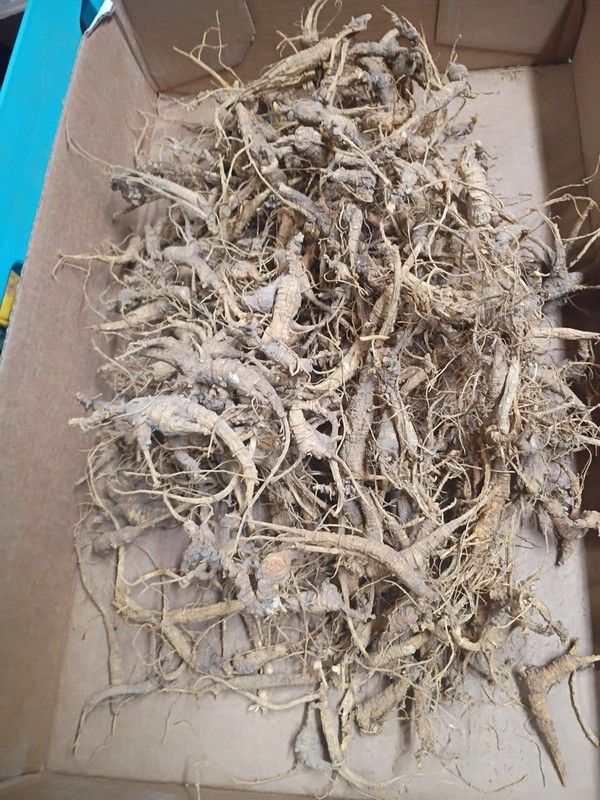 1 pound of Missouri Ozark ginseng whole root