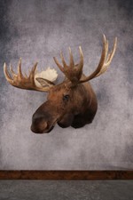 Alaskan Moose SKU 2988