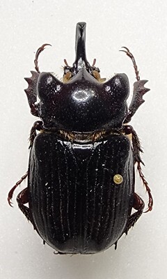 標本 Guatemala Pantodinus klugi 42mm RARE Pantodinus klugi 33.91mm from Guatemala Beetle Insect