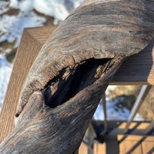 Twisted Spiral Driftwood 17x4x5 Hollowed Hardwood with Central Opening