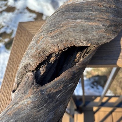 Twisted Spiral Driftwood 17x4x5   Hollowed Hardwood with Central Opening