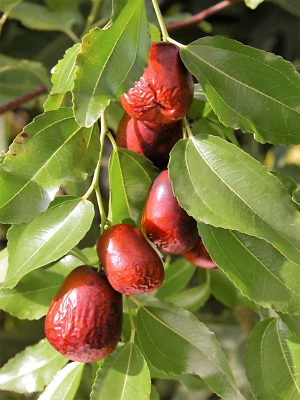 SEEDVILLE USA 20 ASIAN DATE Jujube Ziziphus Spinosa Common Chinese Tsao Red Fruit Tree Seeds
