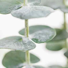 Sparkling Eucalyptus Leaves Fragrance Oil for candle/soap making Free Shipping